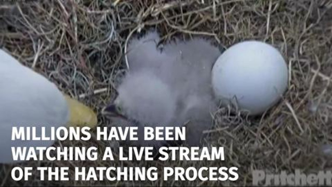 Eagle chicks