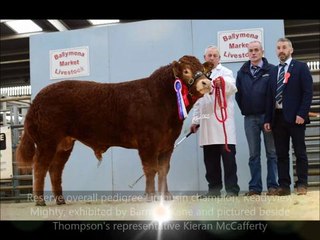 NI Young Limousin Breeders Club success