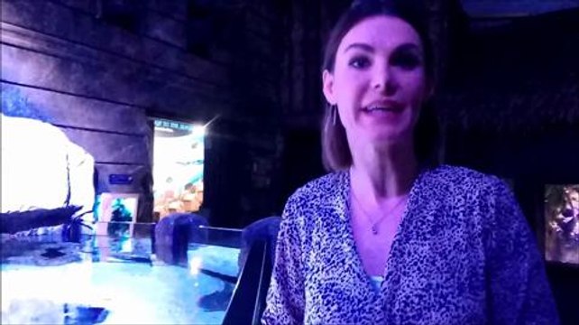 See the baby sharks at Skegness Aquarium