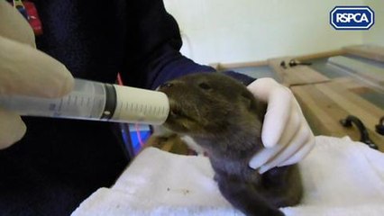 Otter cub rescued by RSPCA