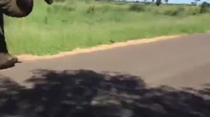 Elephant launches attack on Ardboe group