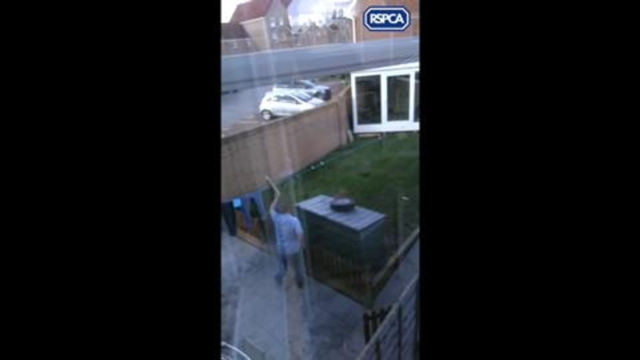 Dog cruelty case
