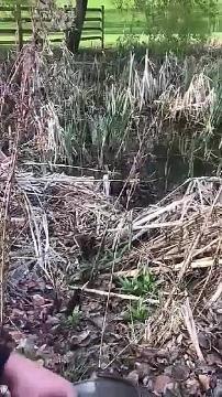 Watch firefighters rescue trapped ducklings