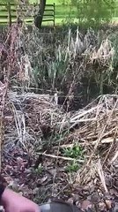 Watch firefighters rescue trapped ducklings