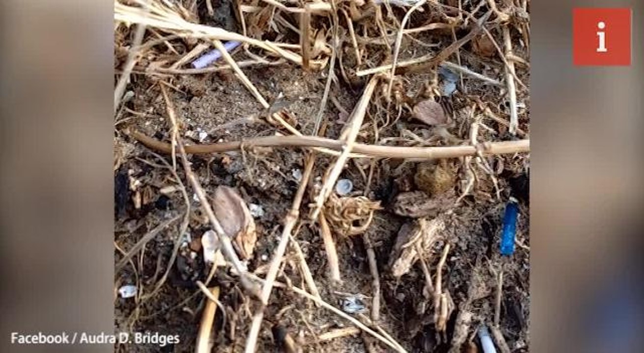 Researchers picking out nurdles from the ground