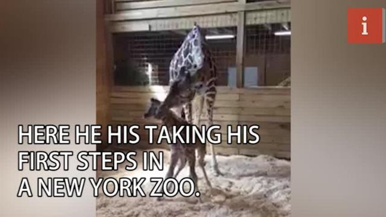 Giraffe