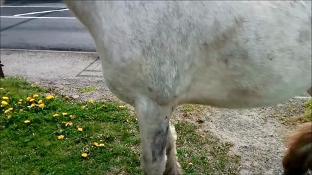 Horse attacks