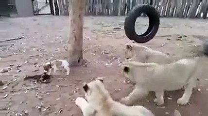 Un jeune Jack Russell maitrise 3 lionceaux