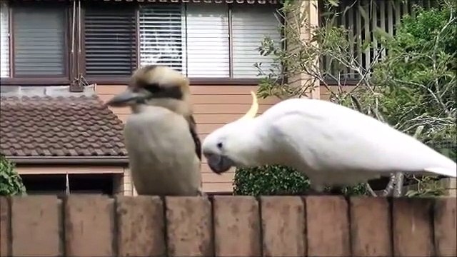 Quand un cacatoès vient embêter un kookaburra