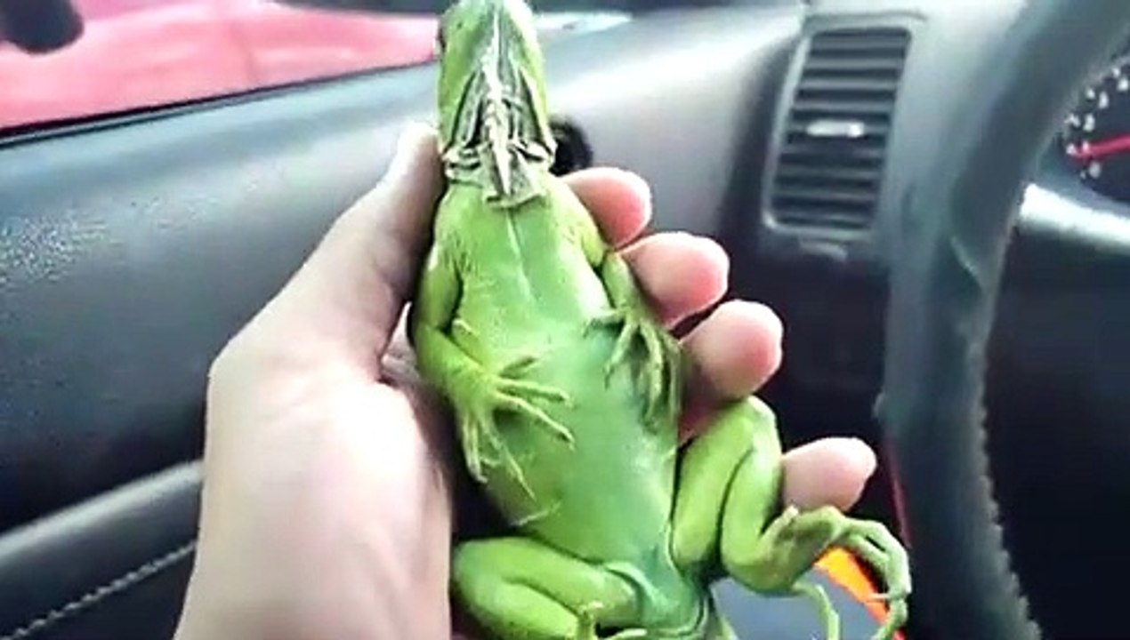 Voici le lézard le plus zen du monde