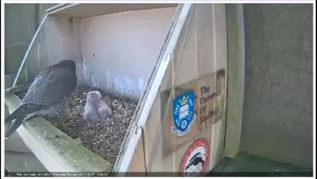Feeding time for the three peregrine chicks (University of Sheffield)