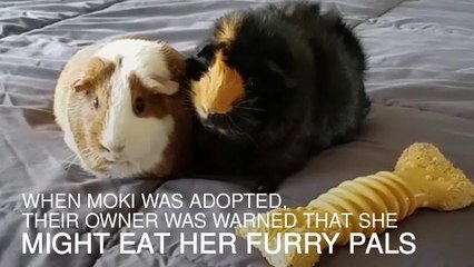 Pitbull befriends guinea pigs