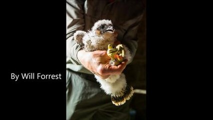 Wakefield peregrines 2017