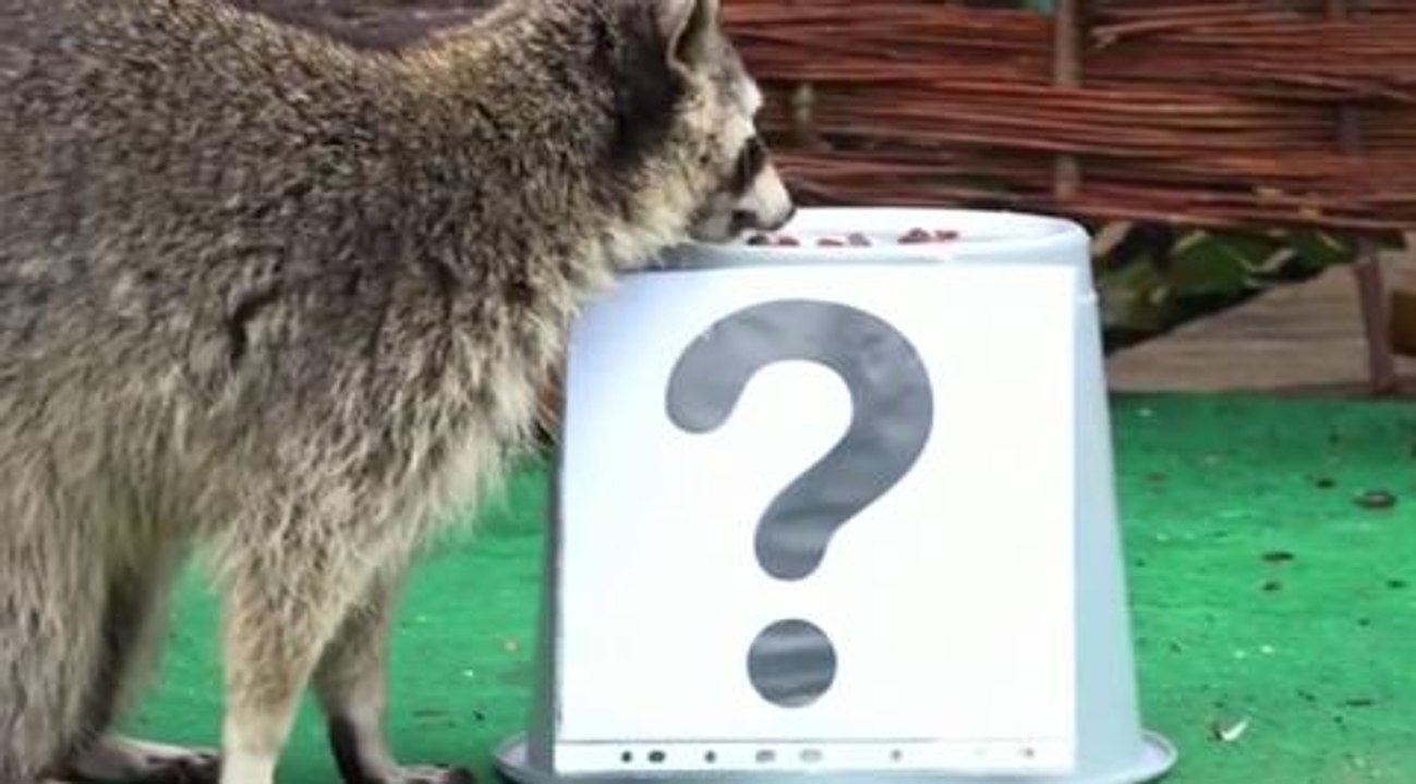 Psychic racoon