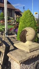 Swarm of bees start to envelope wall