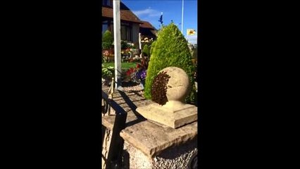 Bees swarm on garden wall in Fife
