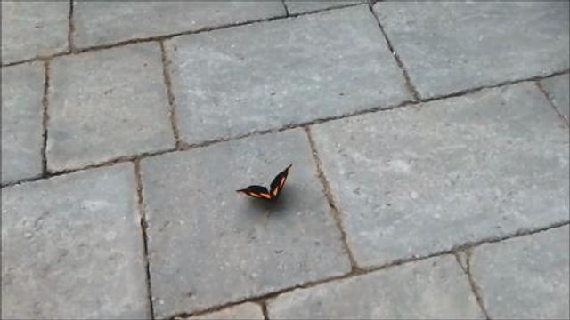 Butterfly house re-opens after makeover