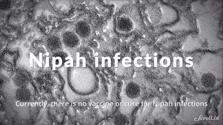 Nipah virus encephalitis: How does it spread, and can it be cured?