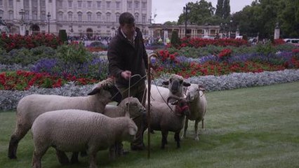 Sheep graze near Buckingham Palace