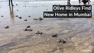 Olive Ridley Turtles Find New Home in Mumbai