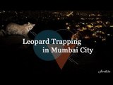 Trapping Leopards in Mumbai's Aarey Colony