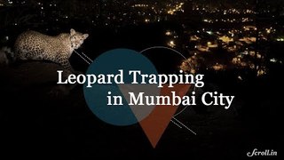 Trapping Leopards in Mumbai's Aarey Colony