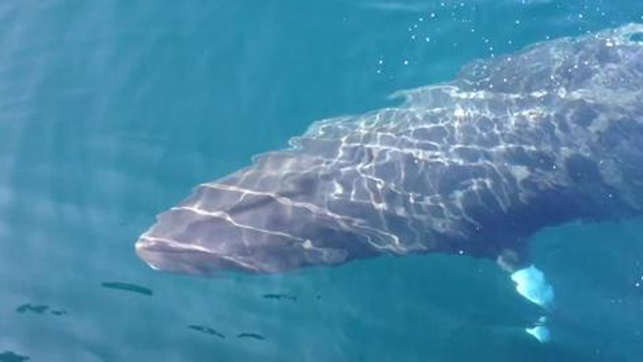Minke whale