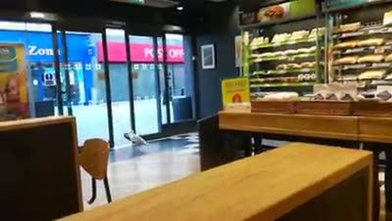 Seagull steals crisps from Greggs in South Shields