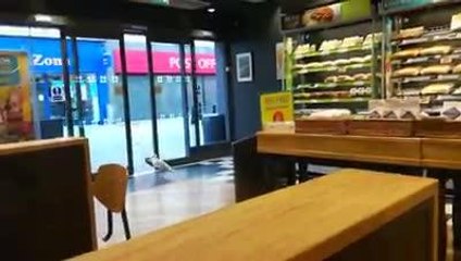 Seagull steals crisps from Greggs in South Shields