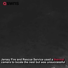 Asian Hornets attack drone