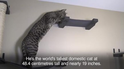 Guinness records 2017