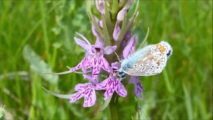 Big Butterfly Count results