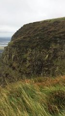Dog rescued from Cavehill