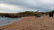 Injured seals released