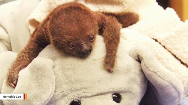 Memphis Zoo Hand-Rearing Adorable Baby Sloth