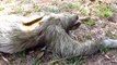 Scientists Try to Figure Out the Mystery of Sloth Poop