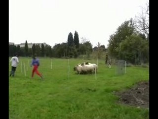 Gentle Gypsy, The Gyp, Bisthof 01.11.2007