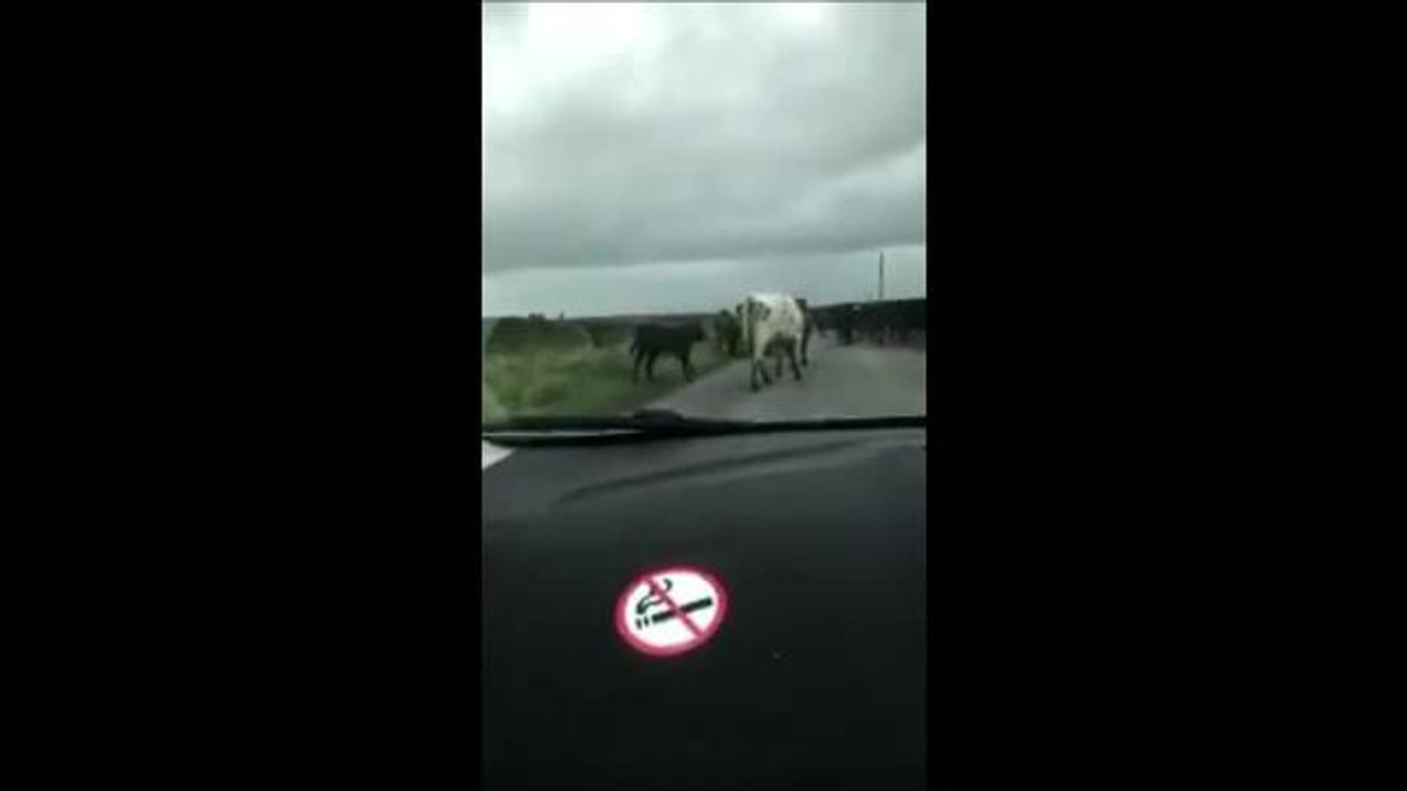 Sheffield road blocked by cows