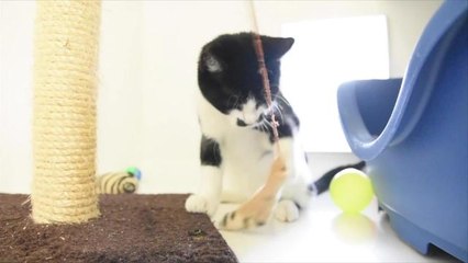 Kitten 'looks like Poirot'