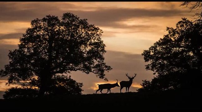 Autumn deer at Fountains Abbey