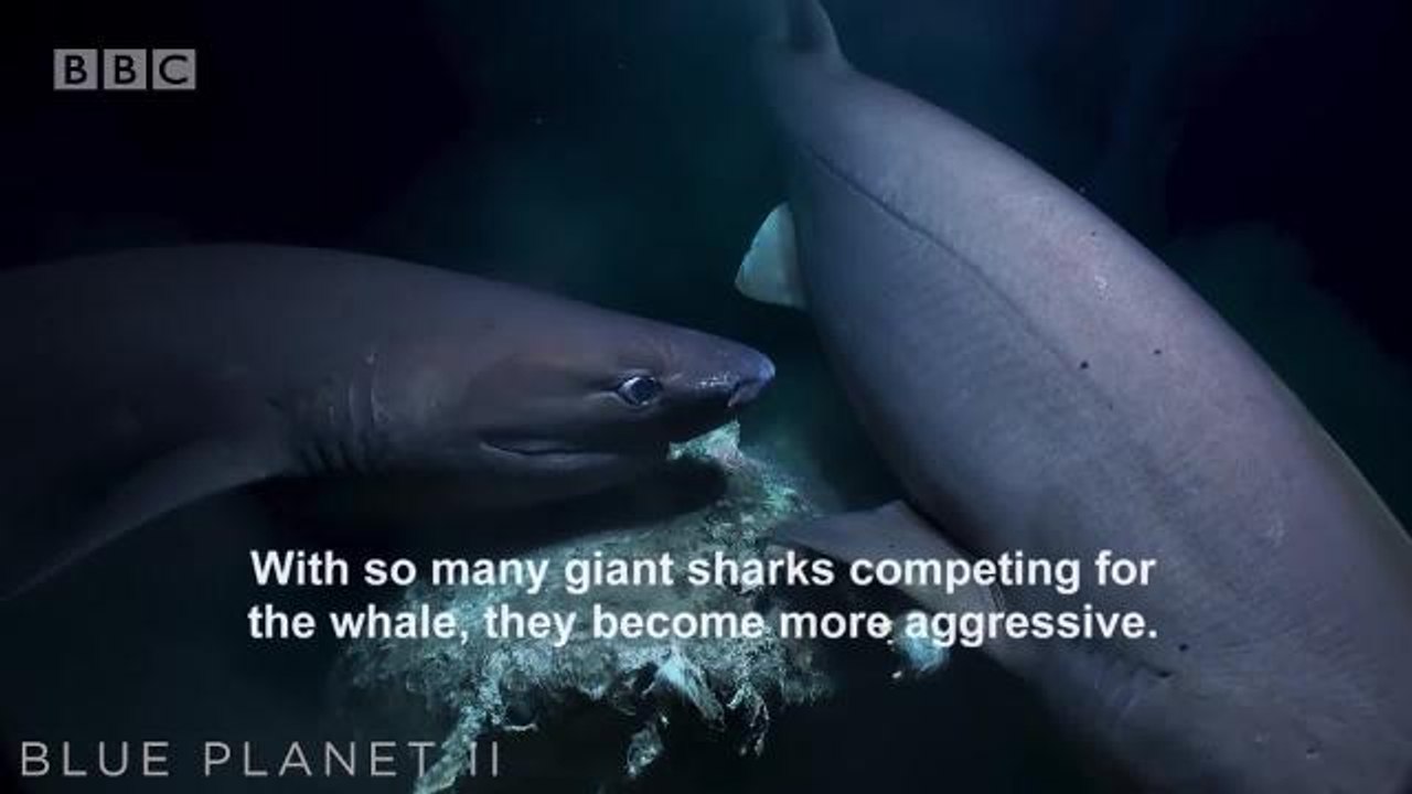 Sharks Attack INNL