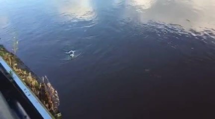 Two seals spotted in the River Foyle in Derry