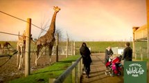 Yorkshire Wildlife Park Expansion Plans Approved
