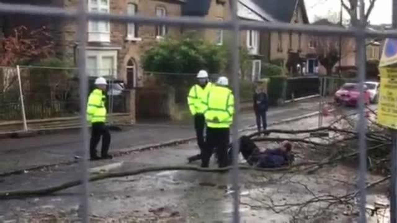 Security staff used in Sheffield's tree war