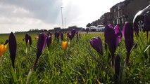 Flowers showing signs of spring in Hartlepool
