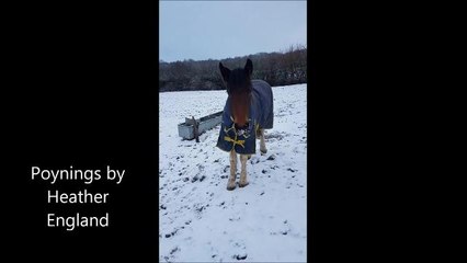 Snow falls across the Horsham district