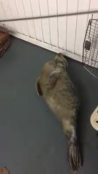 Seal in rehab as it recovers from road collision