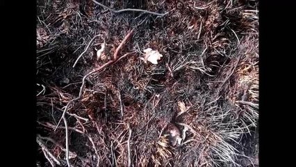 Iping Common heathland fire aftermath