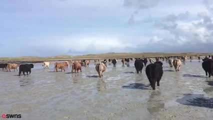 Highland cows