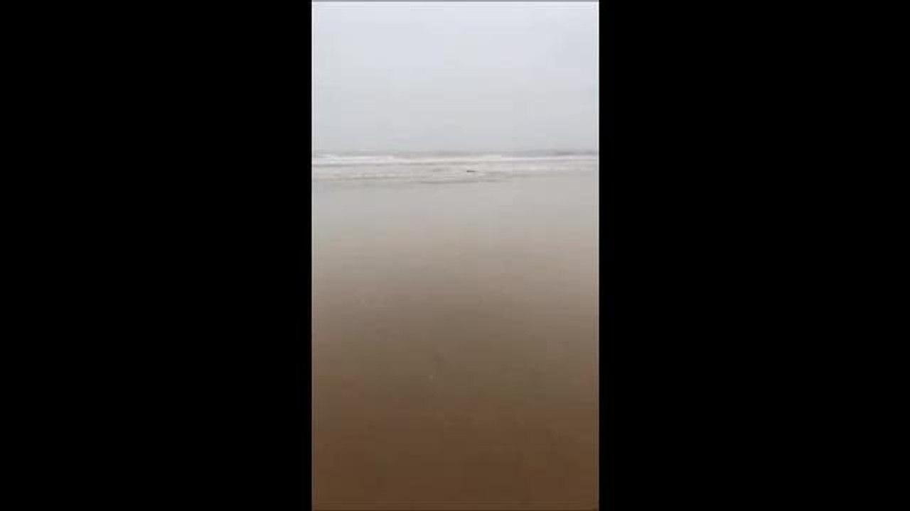 Skegness baby seal release